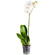 White Phalaenopsis orchid in a pot. Turkey